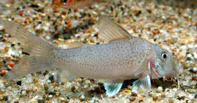 Corydoras heteromorphus